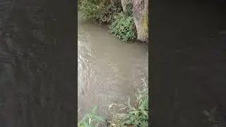 Природа..(Təbiyət) #youtube #tiktok #sortes #masalli #красота  10 08 2024.