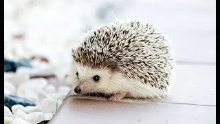 СТИШОК ПРО ЕЖА
