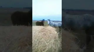 Привезли сено!