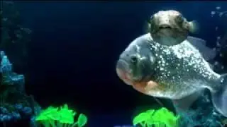 Amazing Singing Fish Favorite Hot Rapper