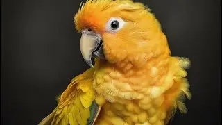 Do Golden Conures Pluck & Get Sick Easily? | 