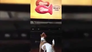 Ох уж эти коты из телевизора