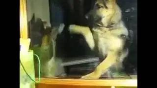 Самые угарные приколы интернета     Ржач !!!