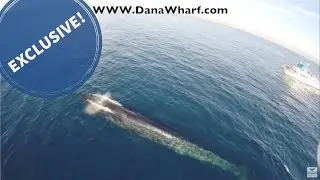 EXCLUSIVE Drone whale watching above finback whales