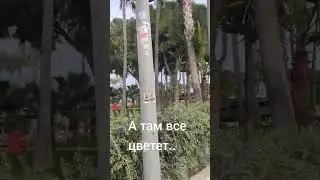 В ноябре все цветет и плодоносит. #путешествие #отдых