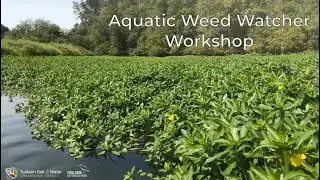 Aquatic Weed Watchers
