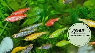ДАНИО🐟/Шустрые разноцветные рыбки🐟🐟🐟👍