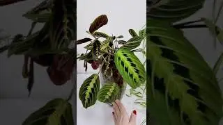 Маранта в сфагновом мхе