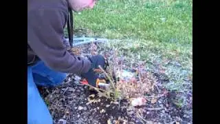 Pruning Roses for Early Spring