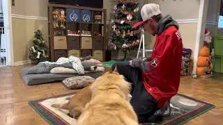 13 days of Halloween day 11 dog advent calendar