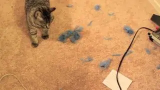 Cat playing fetch