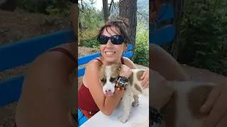 Minik Köpeği öptük bakın bize ne yaptı Dene😍 #köpek #köpekler #yasayıgeriçek  #dogs #love #shorts