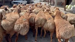 ARZONCHI 4-ta QOZI BEKORGA BERIB YUBORDI😱 91-679-37-59