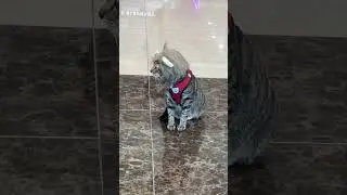 Cat in SM Megamall