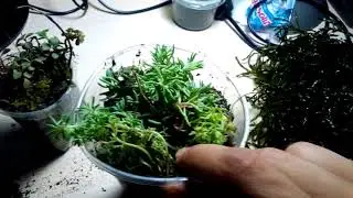 Мох и коряги из Абхазии и высадка мха