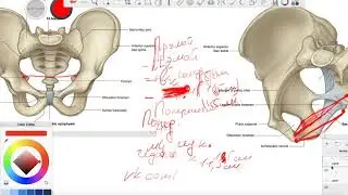 Anatomy of the human pelvis 5 Exit plane Conductor axis pelvic angle