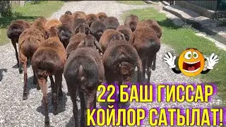 САТЫЛДЫ ЧАЛМАЙ ЖООК 💥 🤯 #байтв