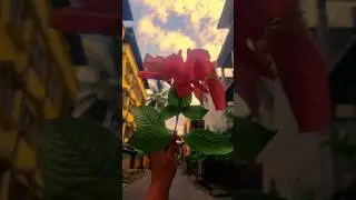 mobile creative videography capcut editing #shorts #creative #videography #editing #mobile