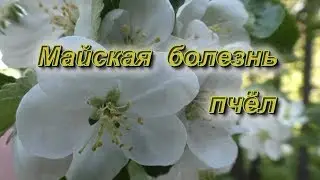Майская болезнь пчел