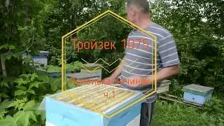 Карника Тройзек 1075. Прививка личинок. Часть 1.