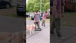 ¡El Perro Que NO Sabe Perder! 🐕🔥