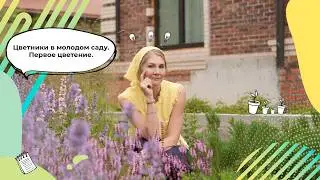 Flowerbeds in the Garden | How to Create a Flowerbed? | Sage | Catmint | Purple Loosestrife | A F...