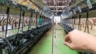 Доильный зал параллель 2х20 Panazoo. Реновация доильного зала.