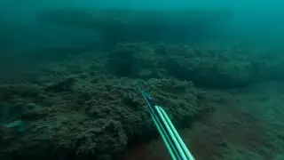 Приплыл на свою беду.  Подводная охота на горбыля.