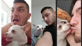 SPECIAL NIKI CHIHUAHUA/NIKKI CHIHUAHUA/MREVIATAR/CHIHUAHUA 2022