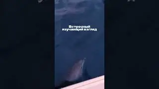 Что можно встретить в Черном море?