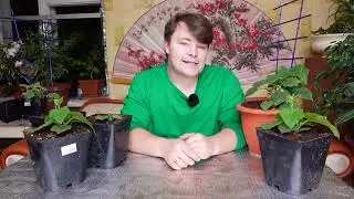 Отзыв о корнепите
