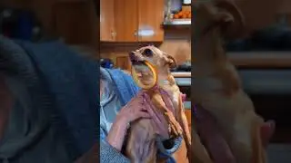 Няка и сыр, мой ответ ... Котохлебингу!