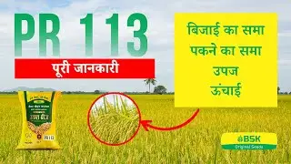 PR 113  विवरण | चावल के बीज परमल चावल की किस्म | शीर्ष धान | उच्च उपज वाली चावल की किस्म