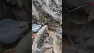 Рыбалка в Глухозимье Февраль 2024
