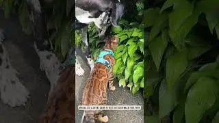 6 Month Update: Bengal Cat & Great  Dane's First Outdoor Walk Together!