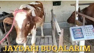 O'ZIMNING JAYDARI BUQACHALARIM 2 OYDA QANCHA O'ZGARISH BO'LDI..