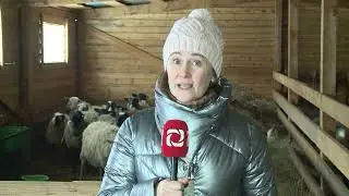 Фермер удысэ вамыштӥз Пичи Пурга ёросысь Александр Бичурин ВИДЕО