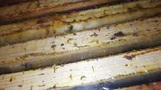 Акация цветёт. Мой двухматочный улей.