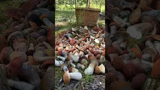 Грибная радуга в лесу! 🌈
