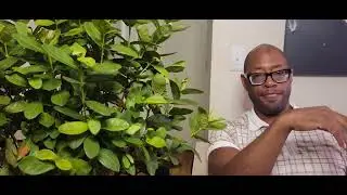 Ixora plant for beginners