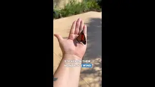 Braustin Butteflies are Ready to Take Flight 🦋