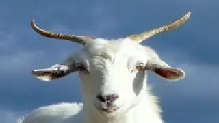 an hour of silence occasionally broken by screaming goat