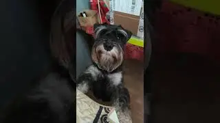 Хондочка ❤️. 