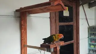 Tangkringan Burung Sun Conure