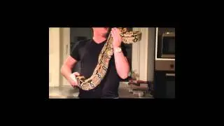 Update n breeding season BoaPit Morphs