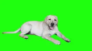 Dog animation green screen video. No copyright
