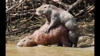 capybara mating.monta  copula  спаривание ,कैपिबरा संभोग,كابيبارا التزاوج,kawin ,