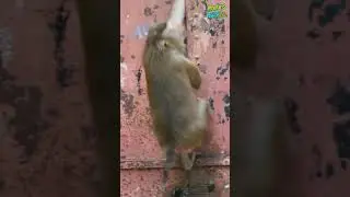 Catches.