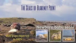The Seals of Blakeney Point