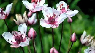 Schwanenblume - die seltene Wasserschönheit